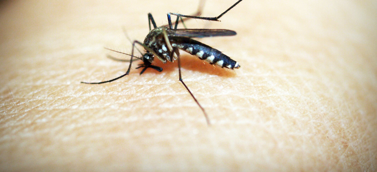 Deadly Ebola and Disease-Carrying Mosquitoes